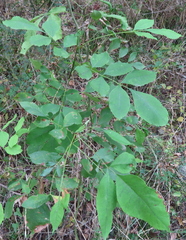 Fraxinus caroliniana