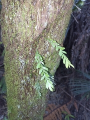 Tmesipteris lanceolata