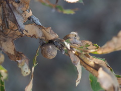 Amphibolips globulus