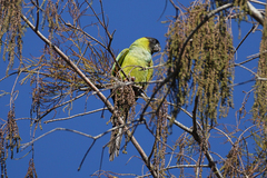 Aratinga nenday
