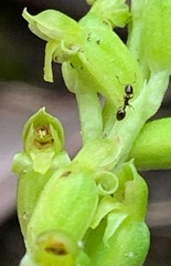 Microtis parviflora