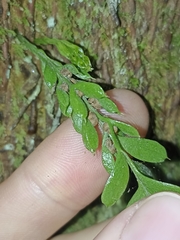 Tmesipteris lanceolata