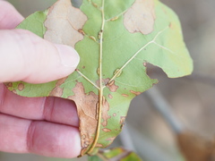 Macrodiplosis qoruca