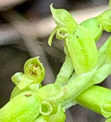 Microtis parviflora