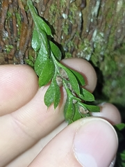 Tmesipteris lanceolata