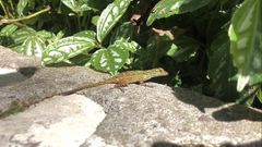 Anolis distichus