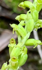 Microtis parviflora