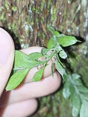 Tmesipteris lanceolata