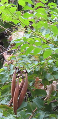 Campsis radicans