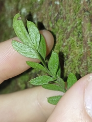 Tmesipteris lanceolata