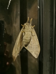 Saturniidae