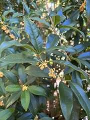 Osmanthus fragrans