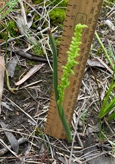 Microtis parviflora