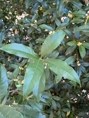 Osmanthus fragrans