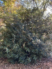 Osmanthus fragrans