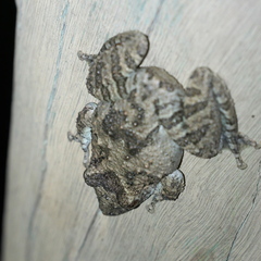Scinax acuminatus