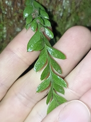 Tmesipteris lanceolata