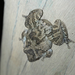 Scinax acuminatus