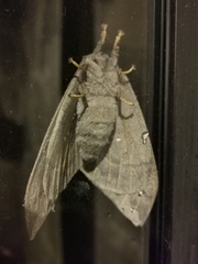 Saturniidae