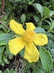 Hibbertia scandens