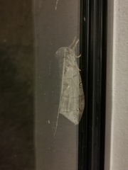 Saturniidae