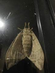 Saturniidae