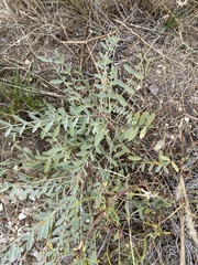 Astragalus gypsodes