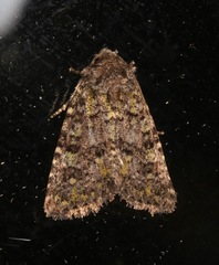 Paramiana smaragdina