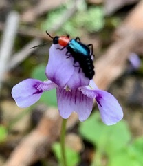 Carphurus cyanopterus