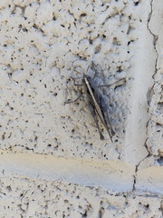 Rhammatocerus viatorius