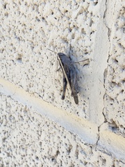 Rhammatocerus viatorius