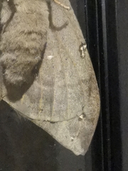 Saturniidae