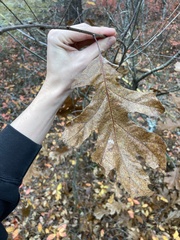 Quercus ellipsoidalis