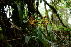 Oncidium sceptrum