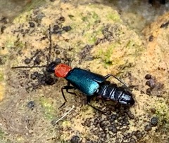 Carphurus cyanopterus