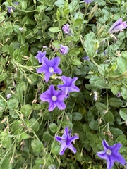 Convolvulus sabatius