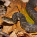 Common Watersnake - Photo (c) Grigory Heaton, some rights reserved (CC BY-NC), uploaded by Grigory Heaton