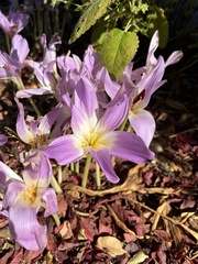 Colchicum speciosum