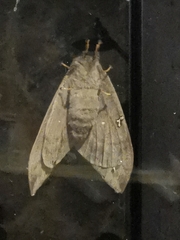 Saturniidae