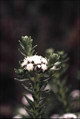 Ozothamnus lycopodioides
