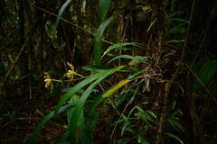 Oncidium sceptrum