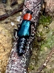 Carphurus cyanopterus