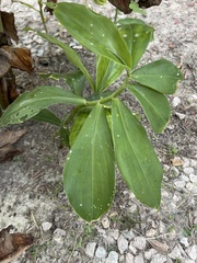 Costaceae