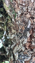 Anolis hispaniolae