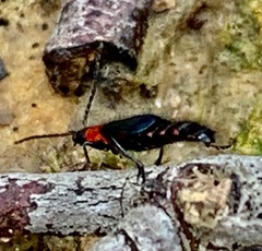 Carphurus cyanopterus