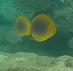 Chaetodon aureofasciatus