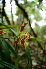 Oncidium sceptrum