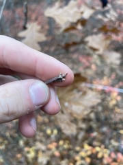Quercus ellipsoidalis