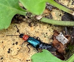 Carphurus cyanopterus