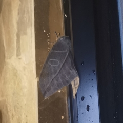 Saturniidae